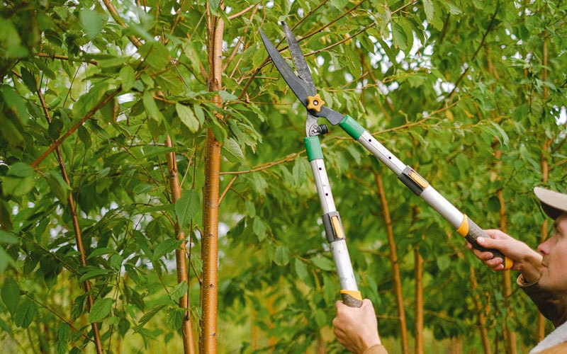 Tree trimming in Santo Domingo Pueblo, NM